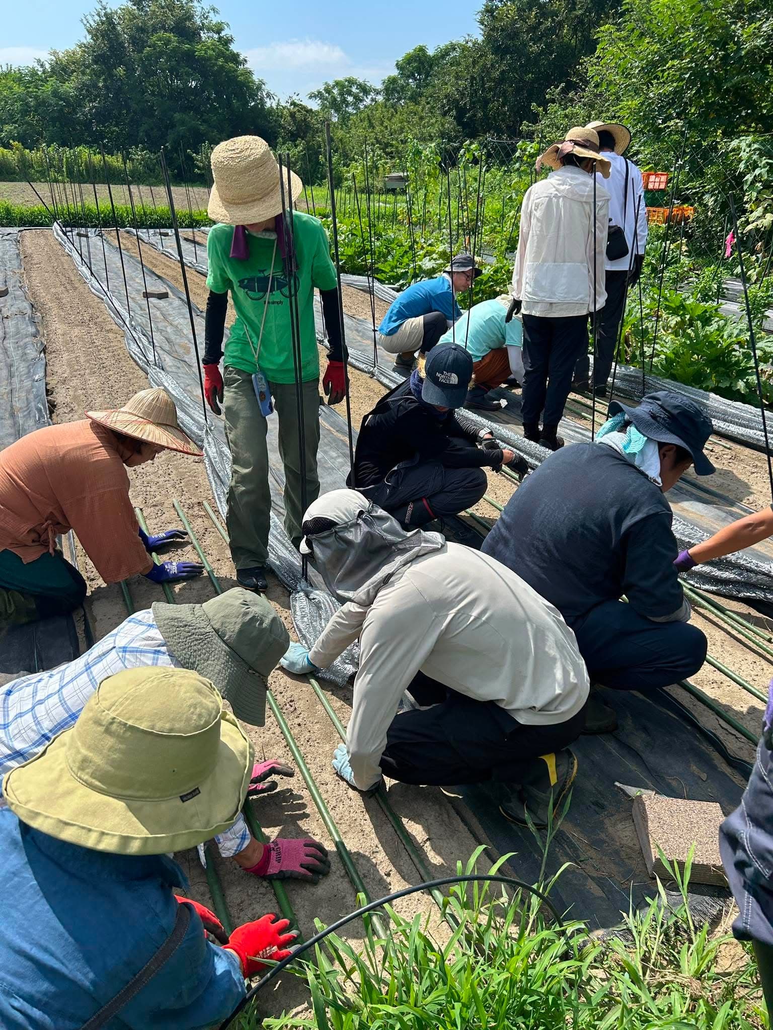 畝に竹の支柱を並べて据える共同作業